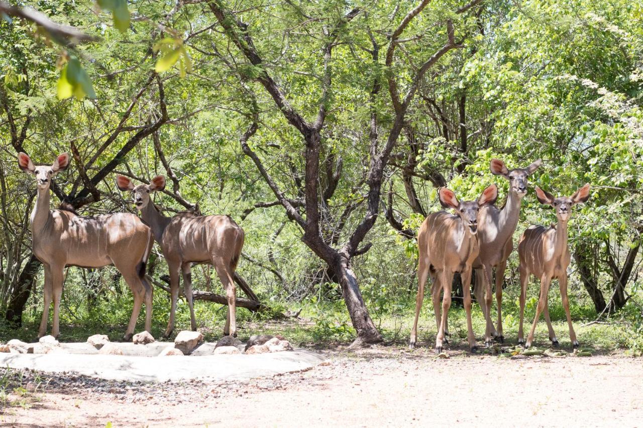 Hello Kruger Hideaway Cottage & Skilpad Studio Marloth Park Eksteriør bilde